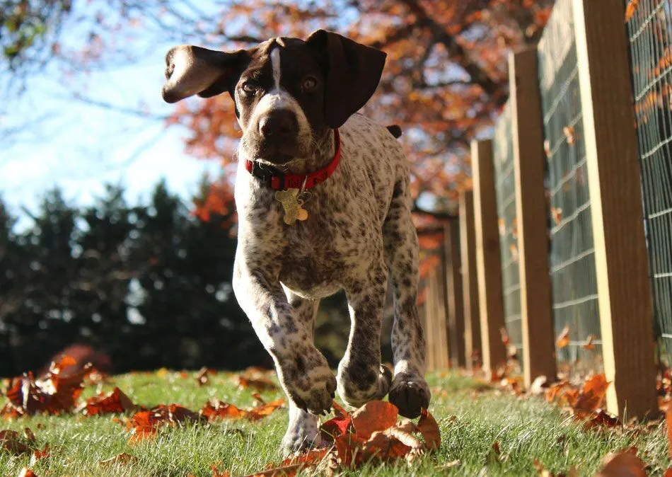 A pointer puppy running through a clean yard with no dog poop.