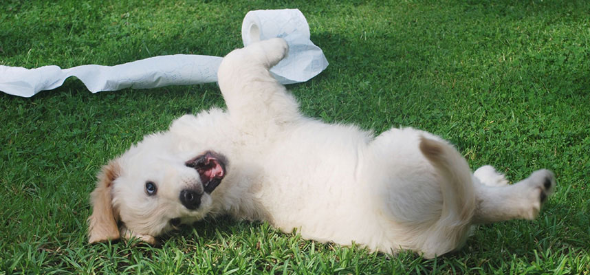 A white fluffy puppy playing on a clean green lawn with a roll of toilet paper.