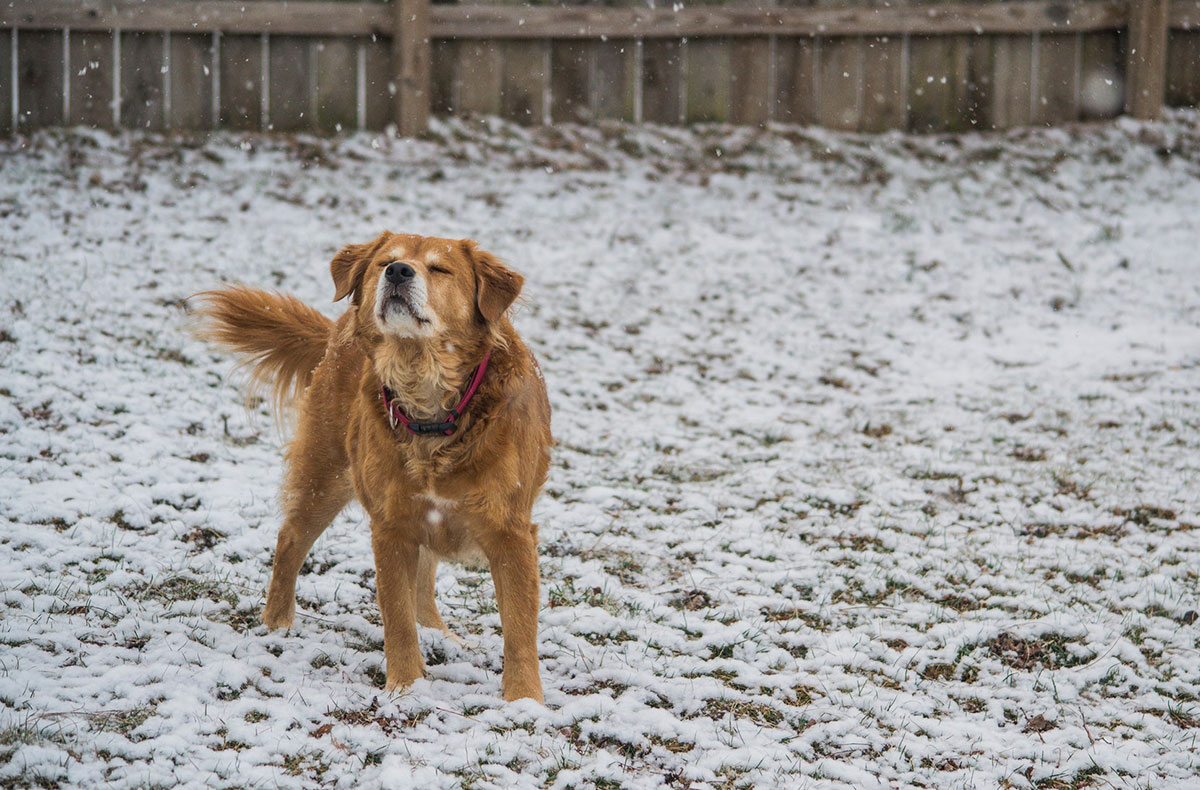 A dog shaking off in a wintery yard with light snow with no dog poop in sight.