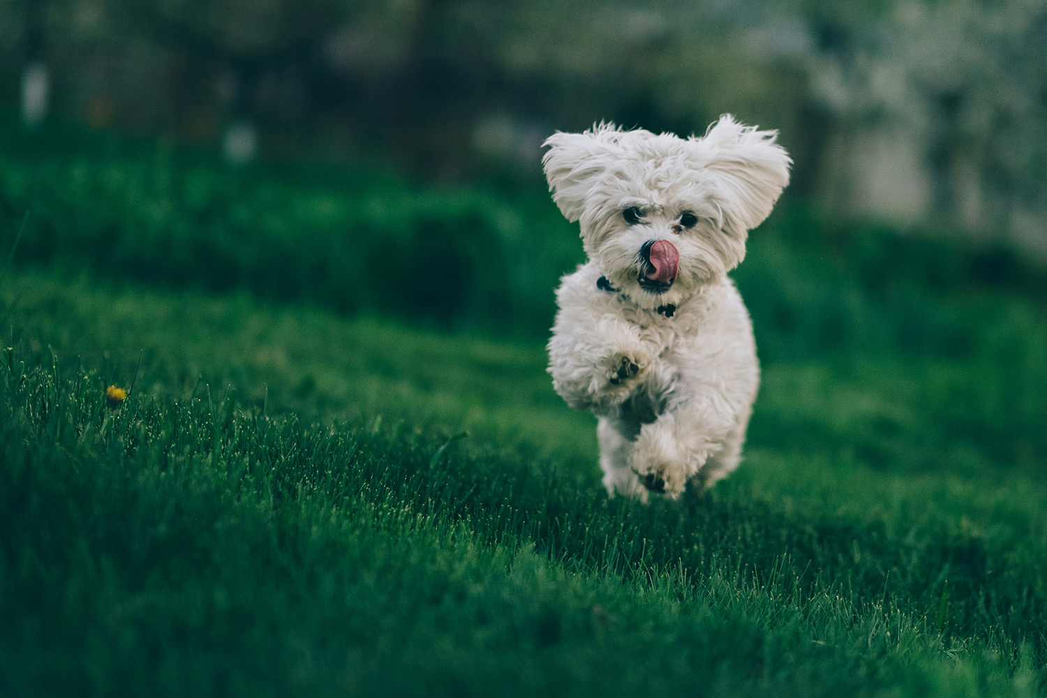 small white dog running through the grass